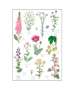 Viskestykke - Klosterhaven